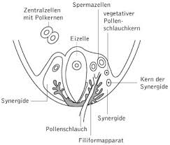 Das zeitfenster ist nur wenige stunden lang. Befruchtung Kompaktlexikon Der Biologie
