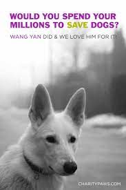would you spend your fortune saving dogs wang yan did dogs yan animal rescue