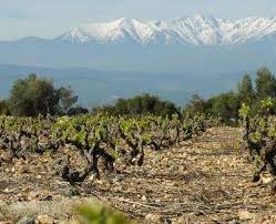 Rivesaltes Route Des Vins D Agly Guide Du Tourisme Dans Les Pyrenees Orientales Pyrenees Orientales Canigou Tourisme