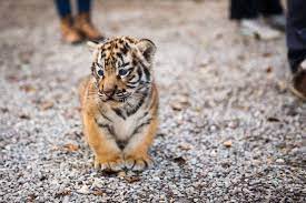 Check out cute baby tiger for 2018659741 photos. Gehen Sie Mit Einem Baby Tiger Foto Von Hraska Auf Envato Elements