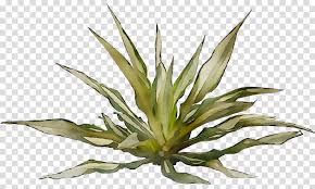 It is an annual plant, which means that it dies after summer. Hemp Leaf Clipart Plants Plant Leaf Transparent Clip Art