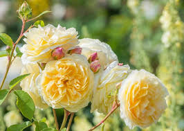 Check spelling or type a new query. Rosa Teasing Georgia English Rose