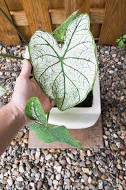 Elephant Ear Plant Care Guide Growing Colocasia Alocasia And More Elephant Ear Plant Elephant Ears Plant Care