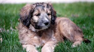 Border collie & standard poodle. This Is A Bordoodle Border Collie And Poodle Cross Facebook Facebook