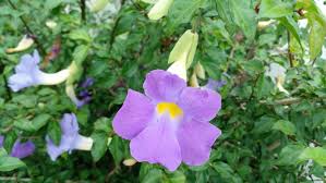 Image result for Thunbergia