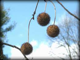 A tree, ficus sycomorus, of the near east, related to the common fig, bearing an edible fruit. Sycamore American Wildfoods 4 Wildlife
