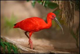 The Scarlet Ibis Eudocimus Ruber Is A Species Of Ibis In The Bird Family Threskiornithidae It Inhabits Tropical South America And Islands Of The Caribbean I