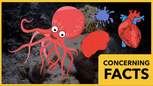 Octopuses Have 3 Hearts And 9 Brains Youtube