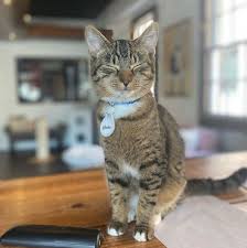 29.05.2020 · basically, cat cafes are a place where people can watch, hang out, and play with cats. City Paper Pounce Cat Cafe Reports Record January Adoptions After Busy 2020