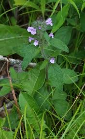 Image result for Clinopodium uhligii