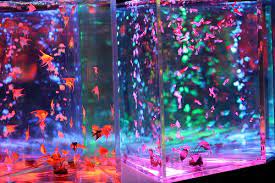 The Candy Coated Clown Fish Tank Aquarium Fish Tank Fish Tank Design