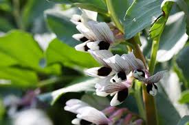 Check spelling or type a new query. How To Grow Broad Beans Fava Beans Harvest To Table