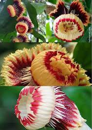 Image result for Napoleonaea gossweileri