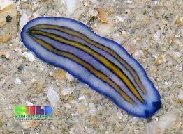 this lovely blue stripe flatworm lives off the coast of the malay peninsula thank you wild singapore http www flickr com ph sea slug flatworm sea creatures