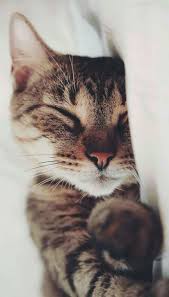 Micitigrati Cute Kittens Guzel Kediler Hayvan Mizahi