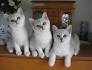 Silver British Shorthair Burmilla Hybrid - Kittens For Sale