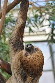 Linnaeus S Two Toed Sloth Sloth Two Toed Sloth Cute Sloth Pictures