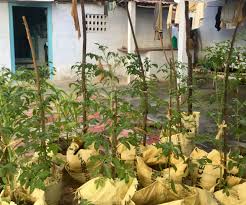 The widely available harvington hellebores are excellent. Home Garden An Beginner S Guide 13 Steps Instructables