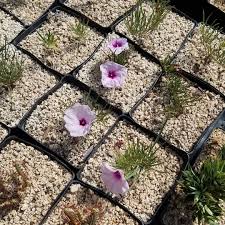 Image result for Ipomoea bolusiana