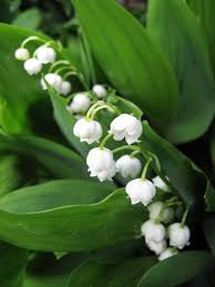 Check spelling or type a new query. All About Lily Of The Valley