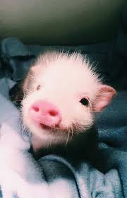 We did not find results for: Meganlystad Schattige Dieren Schattigste Dieren Schattige Babydieren