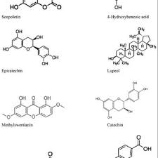 Image result for Trema sp A