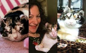 20 views · june 30. Karen El Origen Del Nombre Usado En Los Memes De Gatos