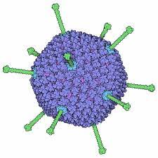 Adenovirus cement protein structures reveal the molecular basis of the maturation cleavage of vi that is needed for endosome rupture and delivery of the virion into cytoplasm. Pdb 101 Molecule Of The Month Adenovirus