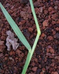 Image result for Tristachya