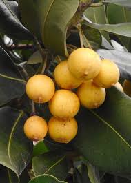 Image result for Mimusops afra