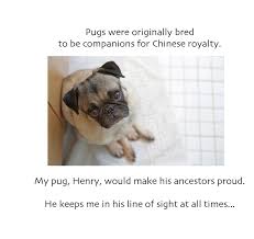He Follows Me Everywhere I Am Okay With That Love Cute Pugs Pugs Pug Rescue Animal Shelter
