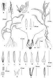 Image result for Ischaemum afrum