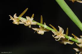 Image result for Tridactyle