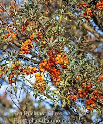 Image result for Hippocratea apocynoides