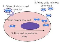 Variola Virus Structure And Function Study Com