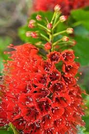 Image result for Greyia