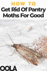 How To Get Rid Of Pantry Moths For Good Pantry Moths Moth Pantry Bugs