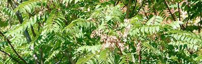 The tree is a deciduous tree, it will be up to 25 m (82 ft) high. Tree Of Heaven