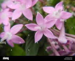 Image result for Pentas schumanniana