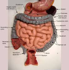 Digestive System Model Labeled Google Search Digestive System Model Anatomy And Physiology Anatomy Models Labeled