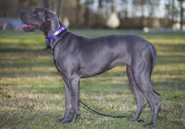 Looking for a great dane puppy for sale near me? Great Dane Dogs And Puppies For Sale In The Uk Pets4homes