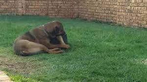 Should you get this dog? Boerboel Cross Rottweiler At 9 Months Youtube