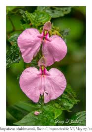 Image result for Impatiens stuhlmannii