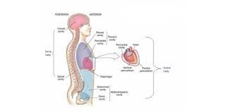 The threads take the place of the real blood to create a three dimensional effect. Human Body Anatomical Planes Body Cavities Quiz Proprofs Quiz