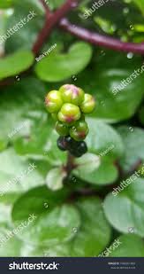 Image result for Basellaceae