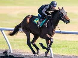 Here's a snapshot of the 18 horses in the field for the second leg of the triple crown, including who's riding them and who trains them Iosx1z9tbk3dcm