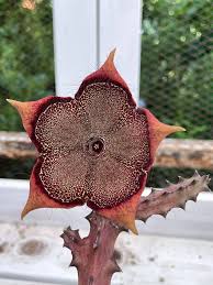 Image result for Tridentea marientalensis