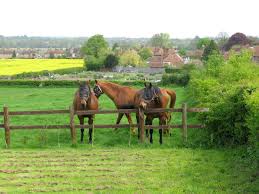 File Horses In A Paddock At Great Chart Kent England Jpg