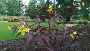 Maybe you would like to learn more about one of these? Diervilla Splendens Firefly Nightglow Bush Honeysuckle From Pleasant Run Nursery