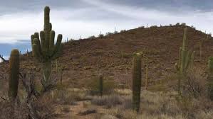 Learn more about the saguaro cactus and see along with each saguaro cactus picture, we've included a saguaro fact. Sacred Saguaro Cactus Being Destroyed In Border Wall Construction The Weather Channel Articles From The Weather Channel Weather Com
